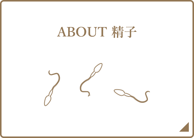 ABOUT 精子